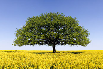 Oak tree in field of oilseed rape.